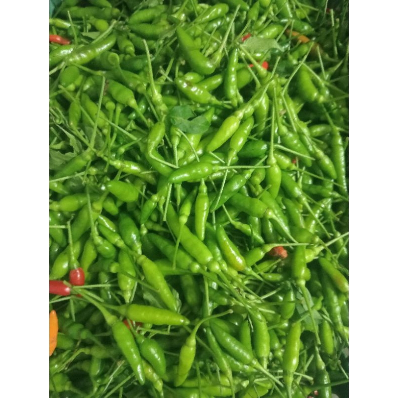 

cabe rawit murah kualitas super asli lereng gunung