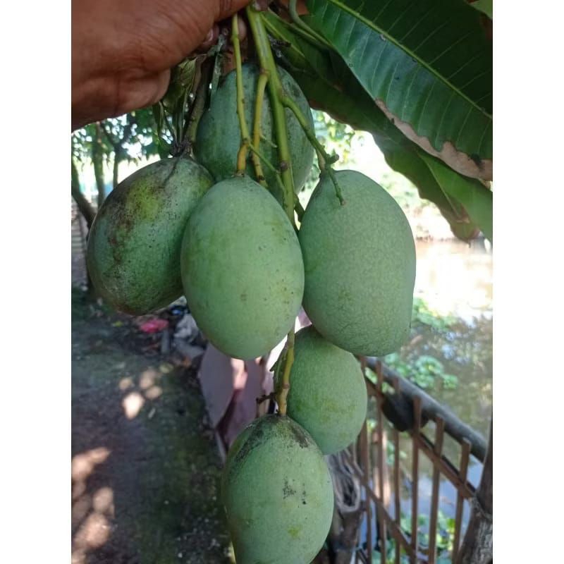 Mangga muda manalagi untuk rujak fresh petik pohon ukuran 1 KG