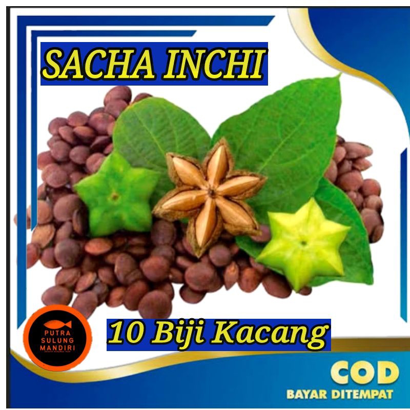 

Sacha Inchi kacang inka atau kacang gunung isi repack 10 biji