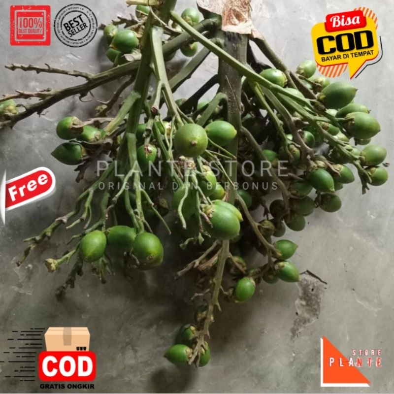 

BUAH PINANG HERBAL BUAH JAMBE BERKHASIAT
