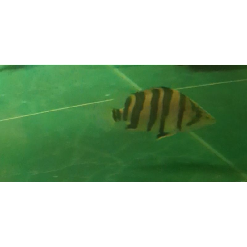 Datz 4 bar borneo 11-12cm