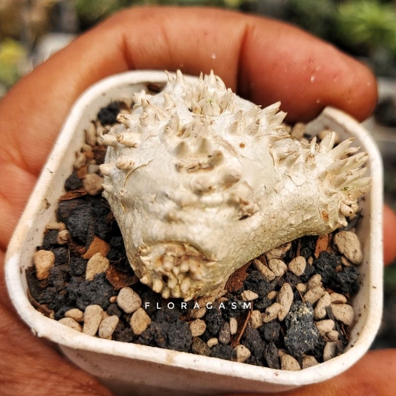 Pachypodium brevicaule