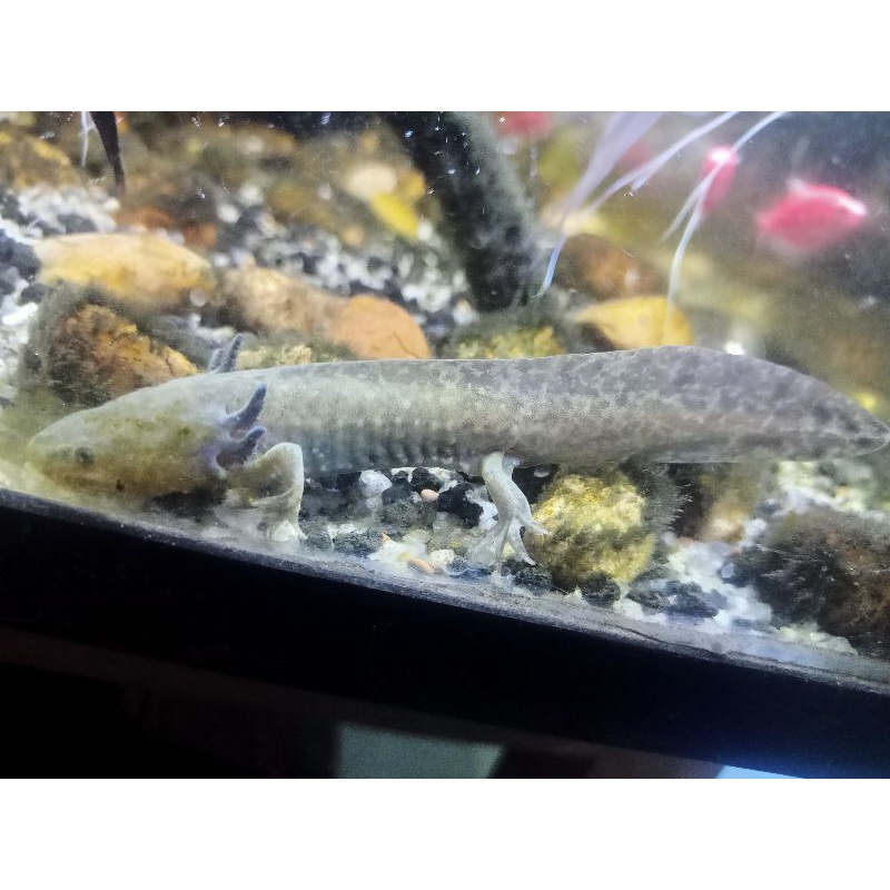 PROMO || Black Axolotl 12 13sentih