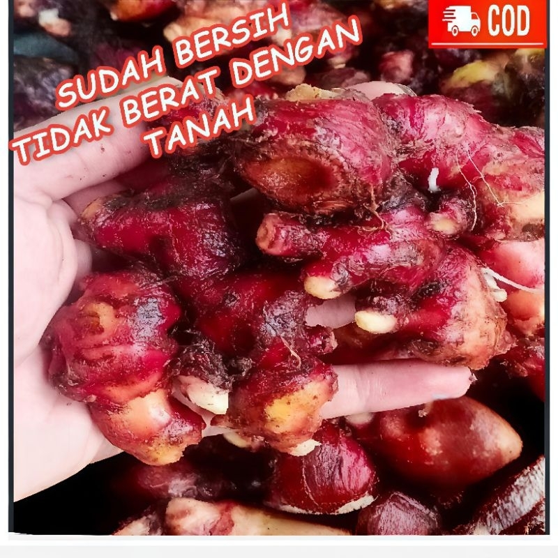 

Jahe merah 1kg berkualitas tinggi bersih dari tanah 99%