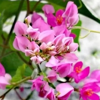 Tanaman Hias Bunga Air Mata Pengantin Tanaman Air Mata Pengantin