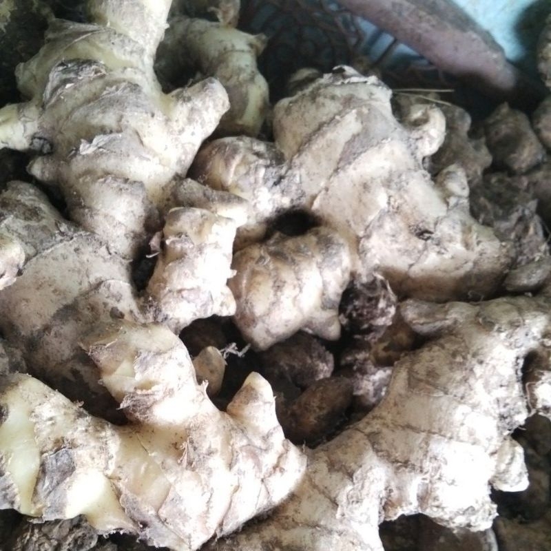 

Jahe 500 gram