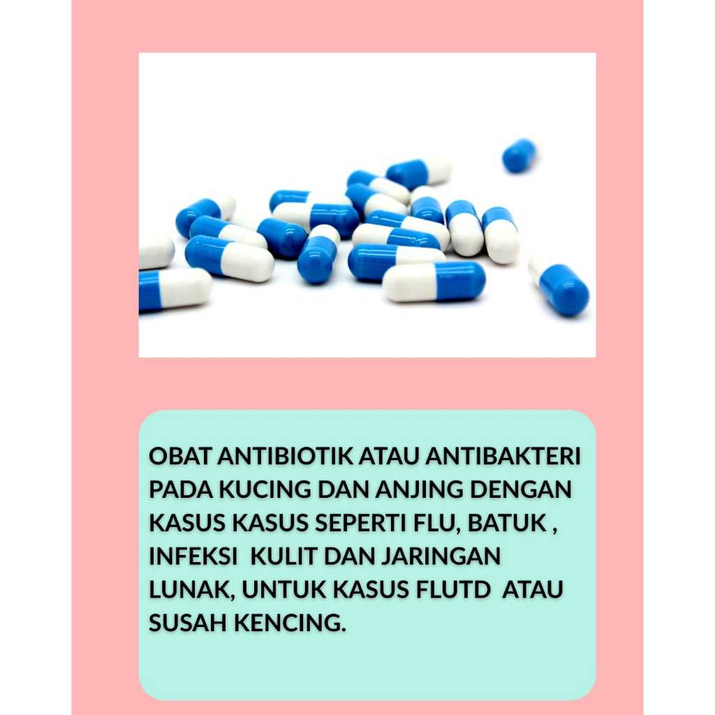obat antibiotik flu pada kucing