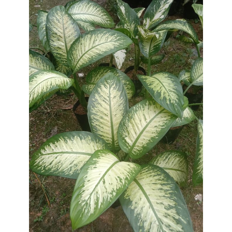 tanaman hias diven daun bahagia varigata tisue