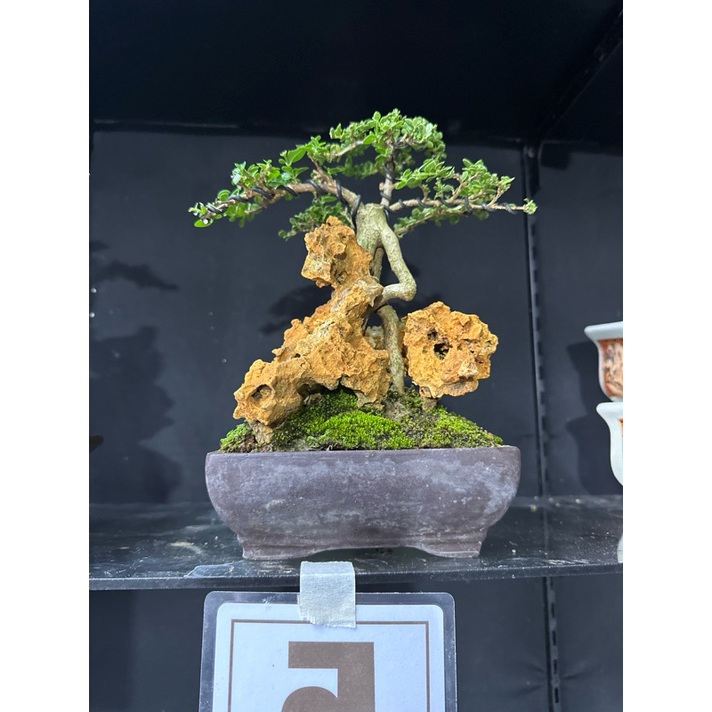 bonsai sancang on the rock