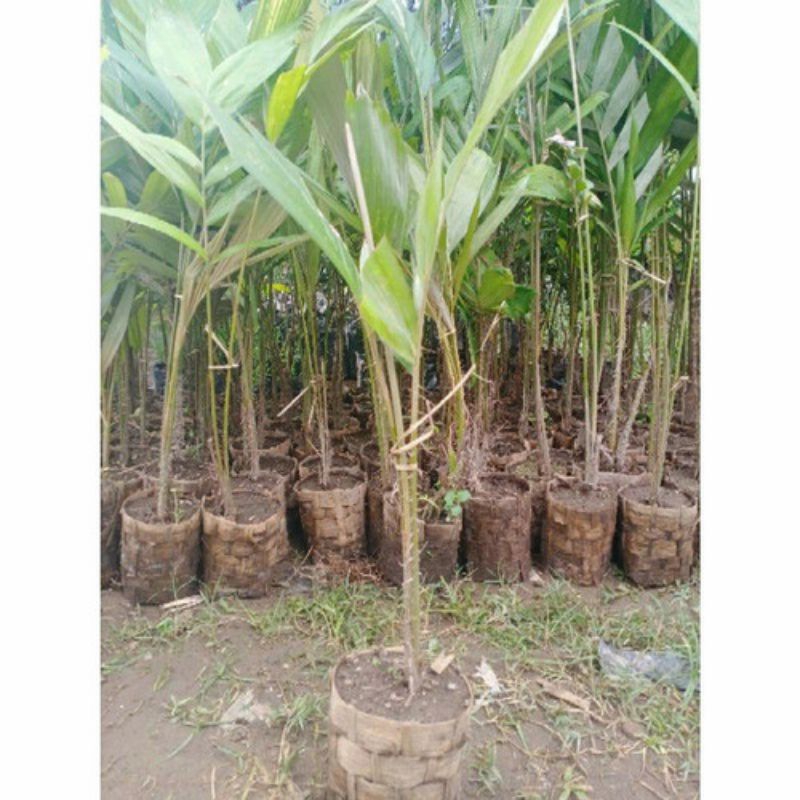 

bibit tanaman buah salak pondoh