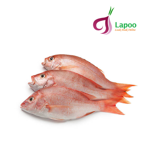 

Ikan Kakap Merah Potong Ikan Segar Seafood Siap Masak Lapo Padang
