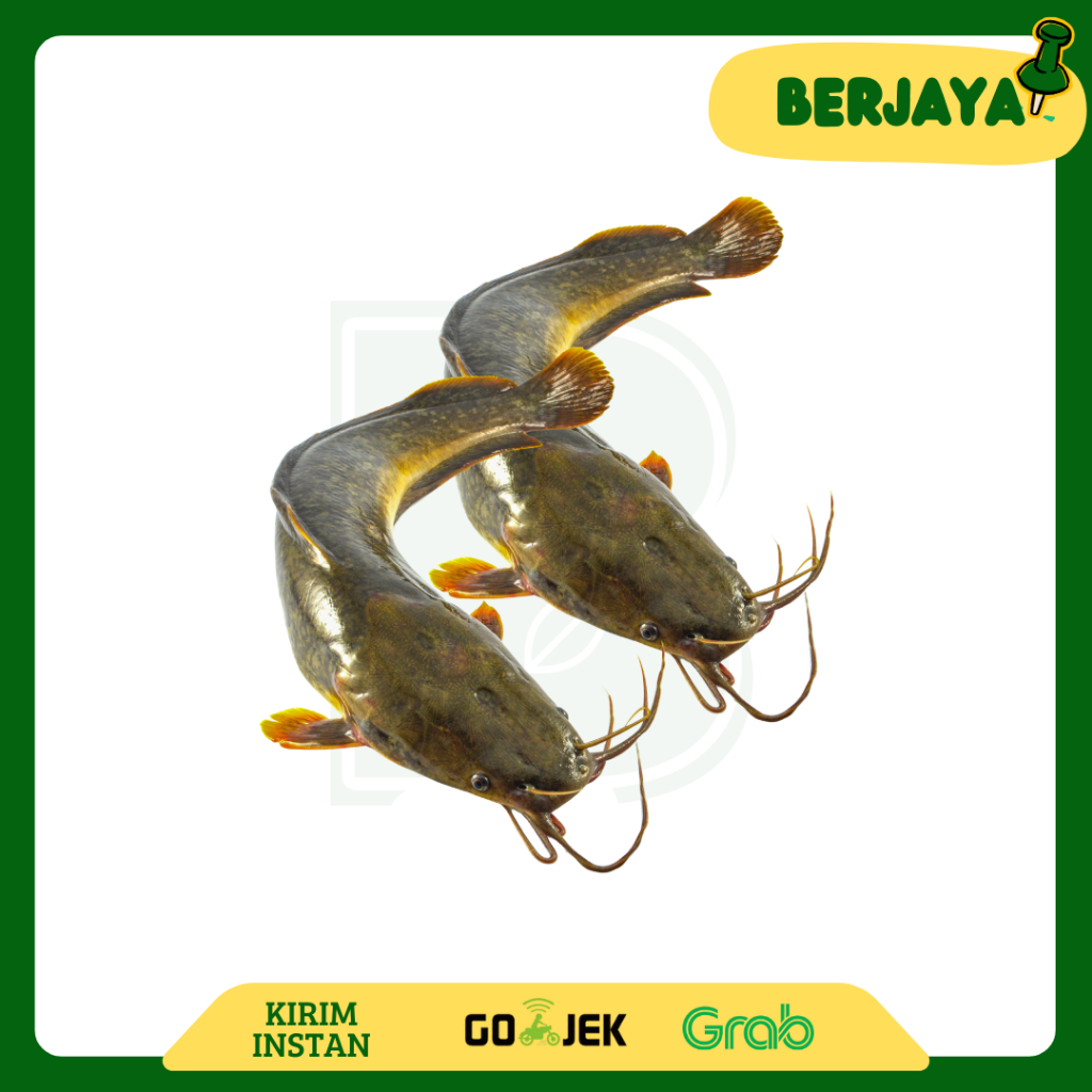 

Ikan lele segar | 250 gram - 1 kg