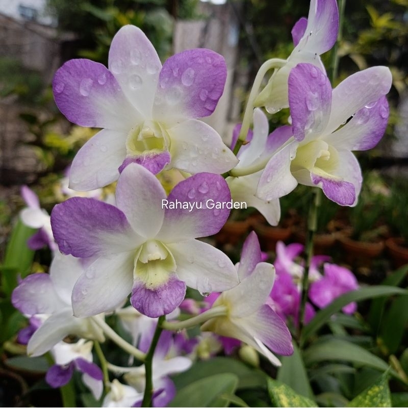 Dendrobium Arindang Blue Angel, Anggrek Dendrobium Aridang Blue Angel