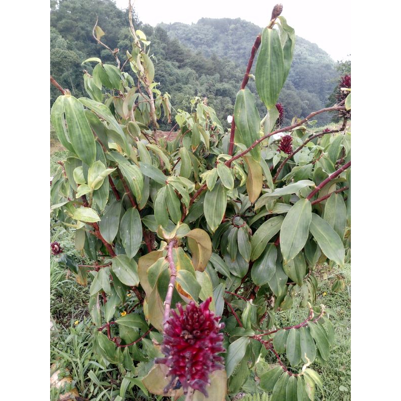 

jual daun pacing tawar /10 lembar