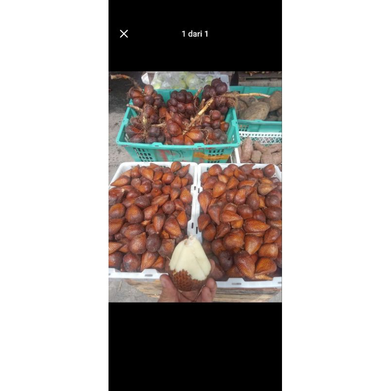 

salak pondoh satu kg (1kg) manis enak dan renyah