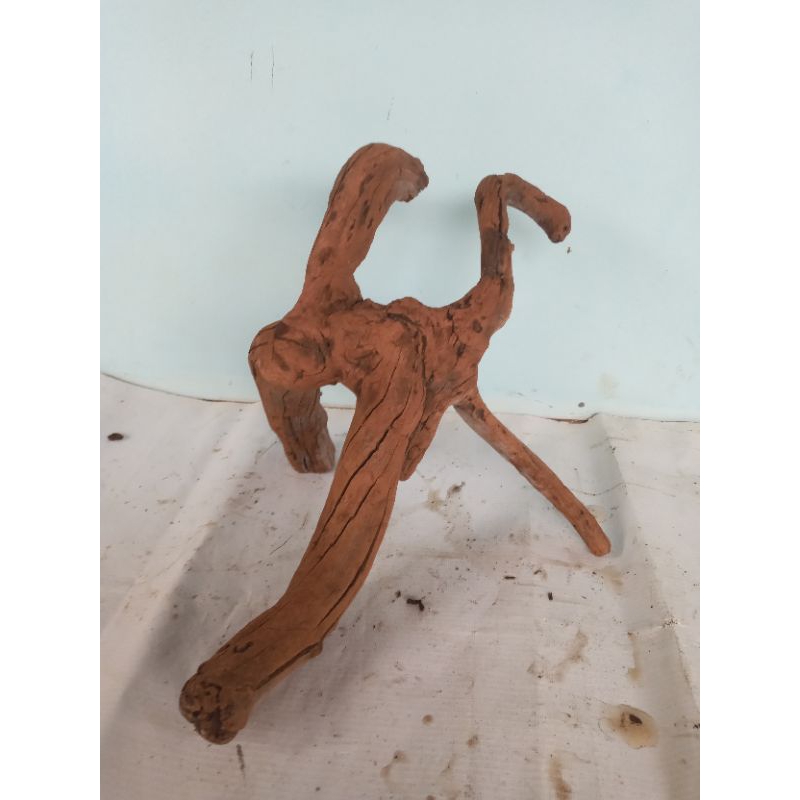 Akar Kayu Santigi Gunung