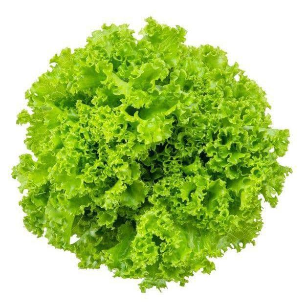 

daun selada