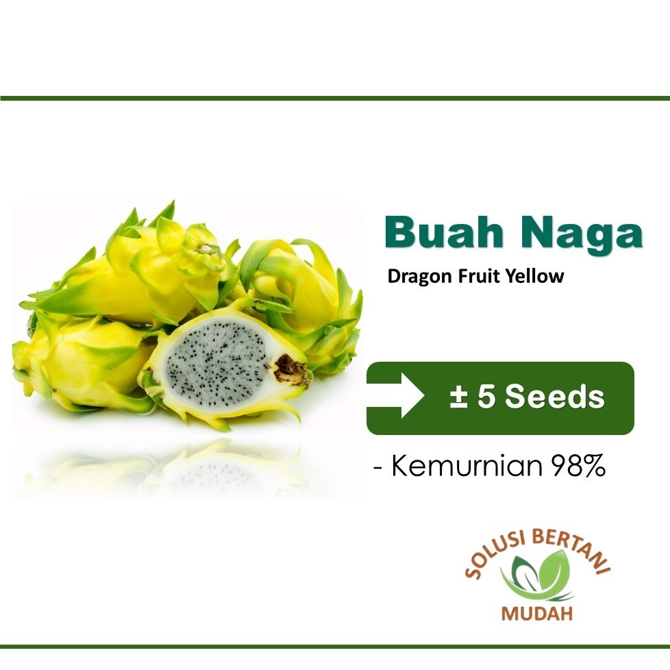 Bibit Benih Buah Naga Kuning Unggul