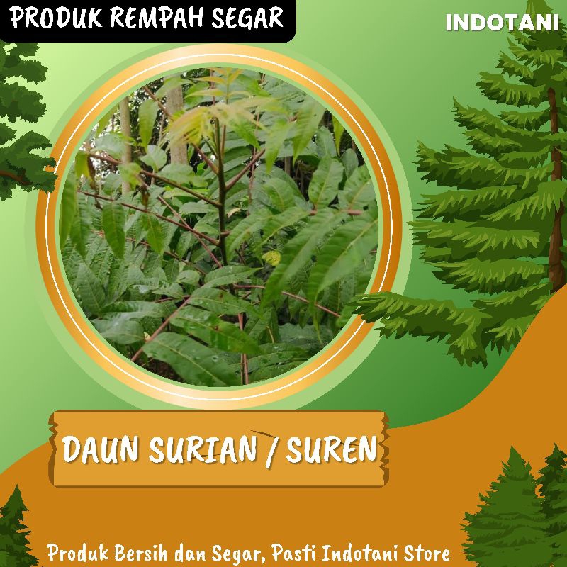 

INDOTANI_ Daun Surian 250gr / Daun Suren untuk Obat / Daun Surian Segar