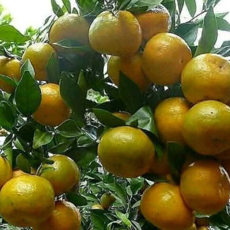 

Berbuah bibit jeruk Satang madu||jeruk Santang madu manis
