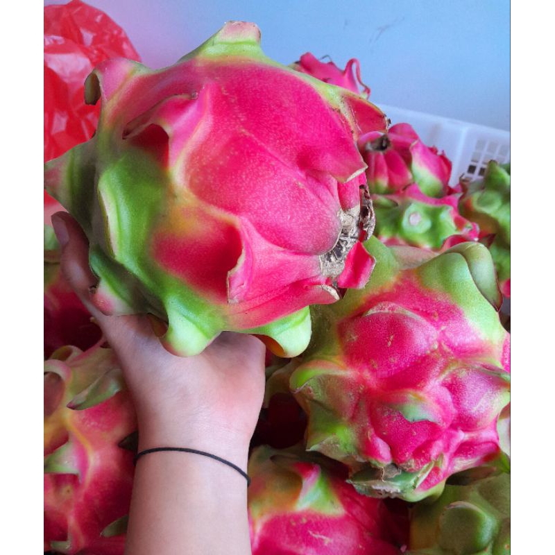 

buah naga merah,fresh selalu /1kg