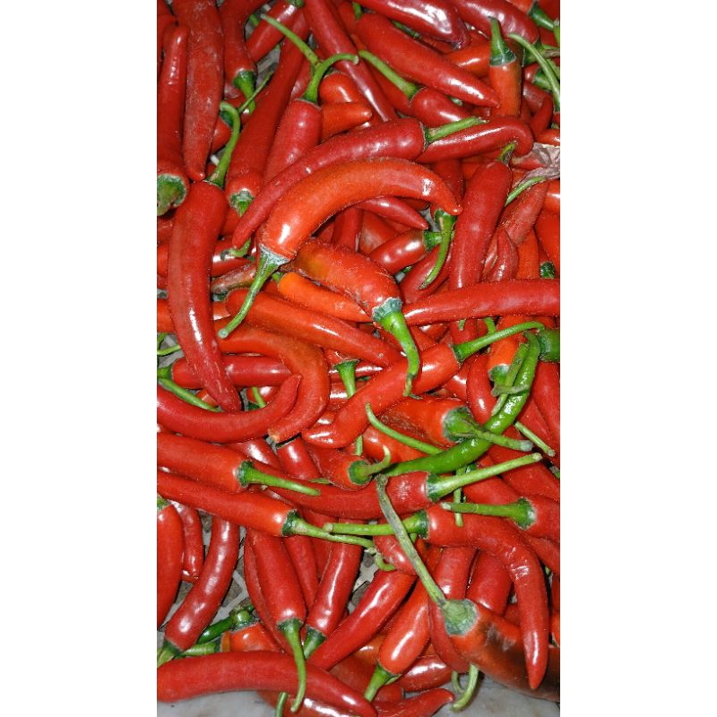 

cabe tropong besar fresh 1kg