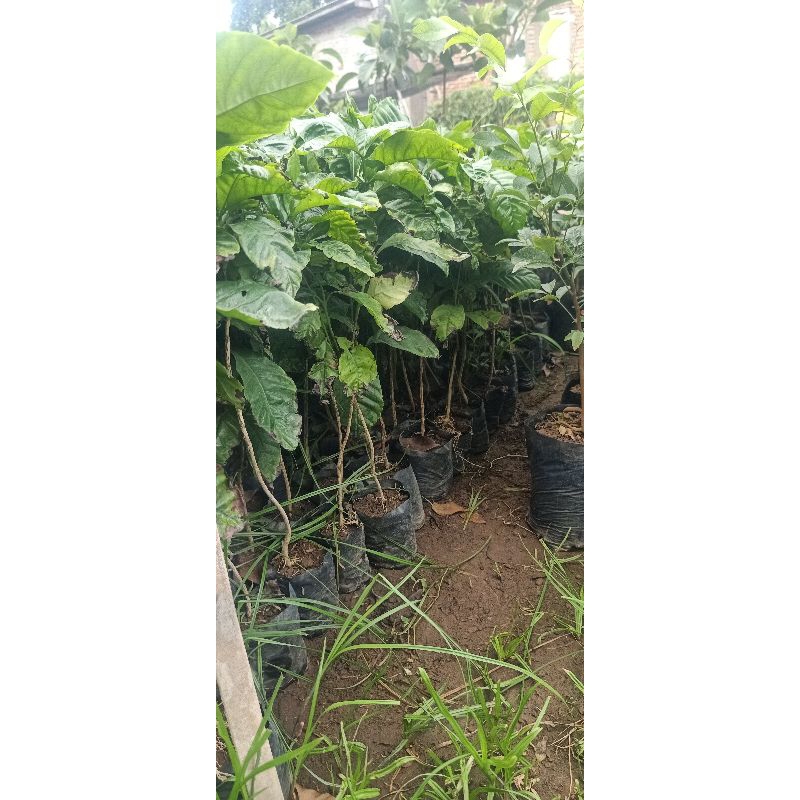 bibit kopi arabika
