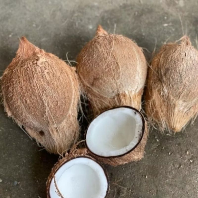 

Buah Kelapa Tua 1 Butir