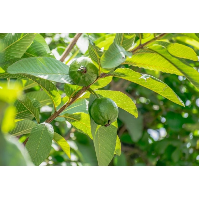 

Daun Jambu Biji Segar /50 Lembar Obat Herbal Fresh