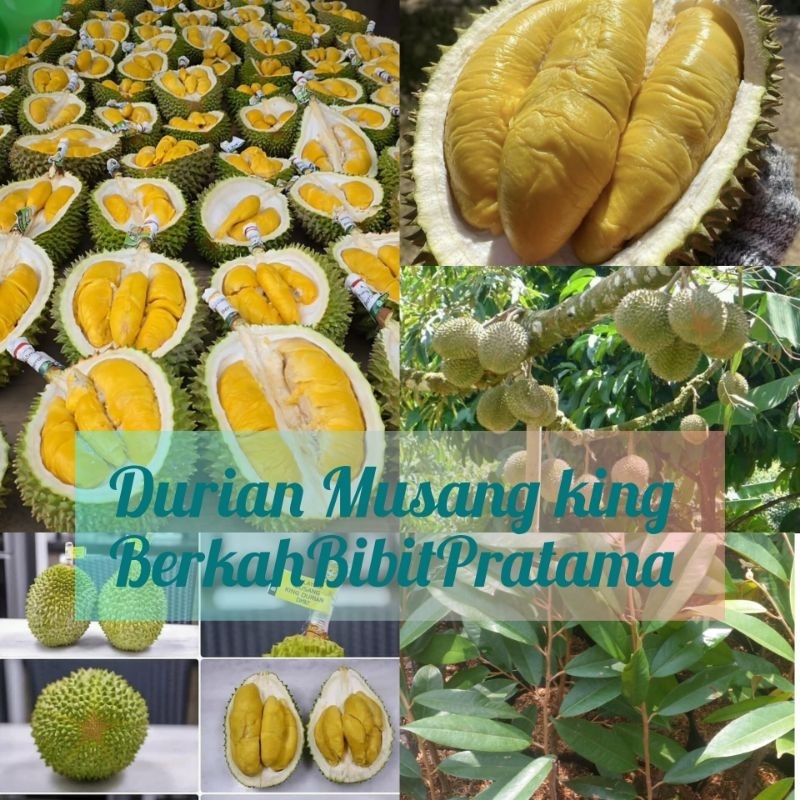 Bibit Durian Musang King