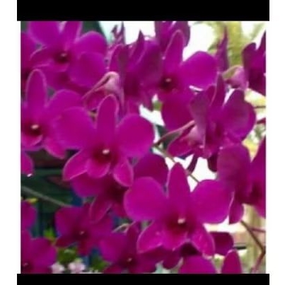 ANGGREK DENDROBIUM BANTIMURUNG-ANGGREK DEWASA'