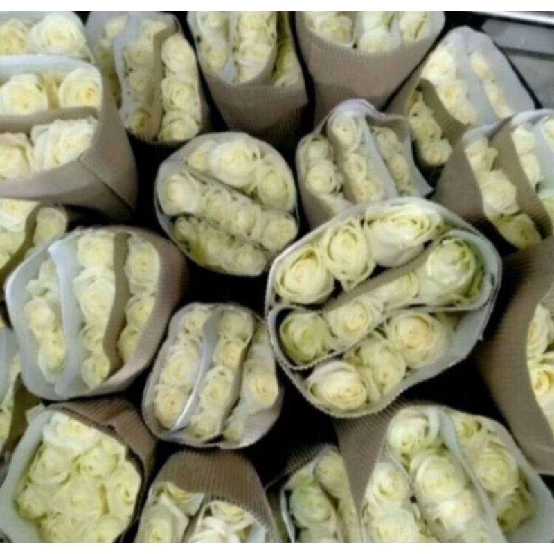 Mawar putih 10 tangkai