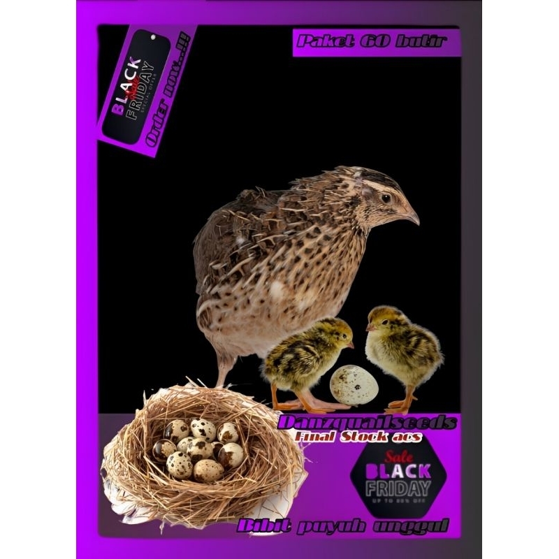 

Telur Puyuh Tetas Final Stock isi 60 Butir (660gr)