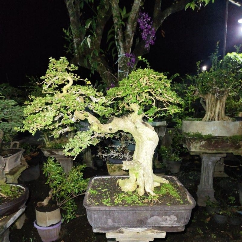 BONSAI WACANG SESUAI FOTO