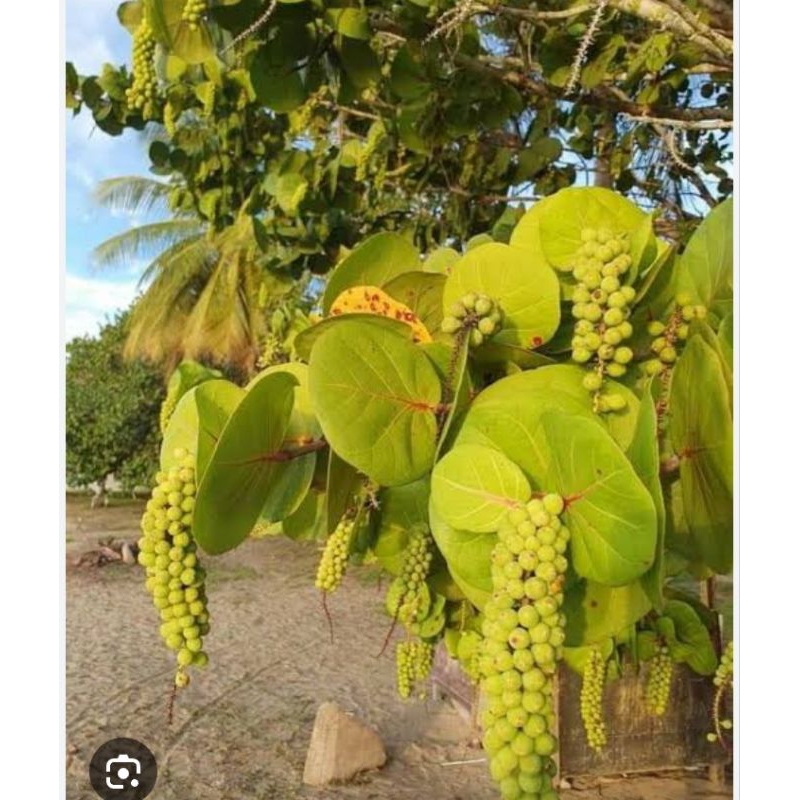 Pohon hias anggur laut tinggi 120cm