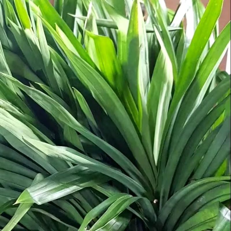 

daun pandan wangi asri segar langsung petik termurah