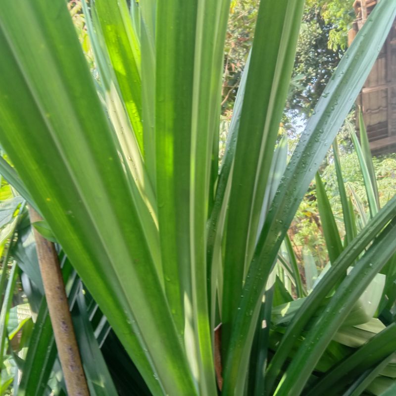 

Daun Pandan Aroma Wangi untuk membuat kue dan Masakan 15 lembar daun