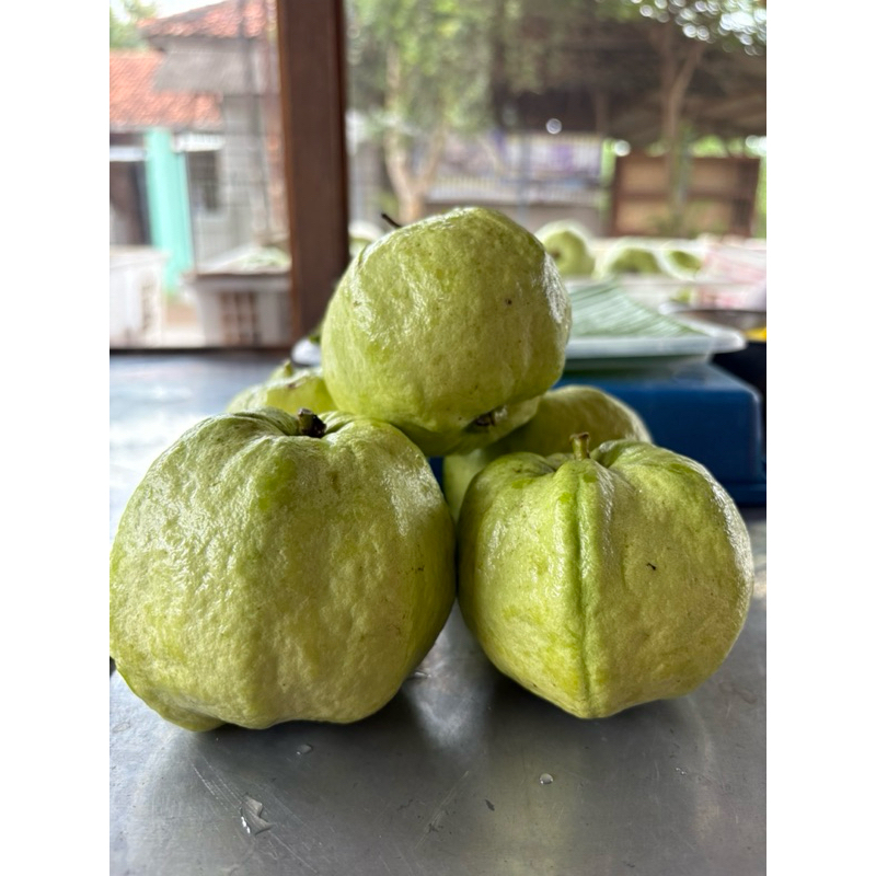 

JAMBU CRYSTAL FRESH PETIK DADAKAN