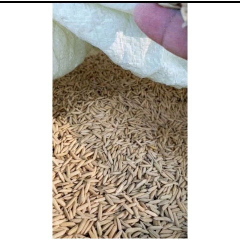 benih padi thailand jumbo