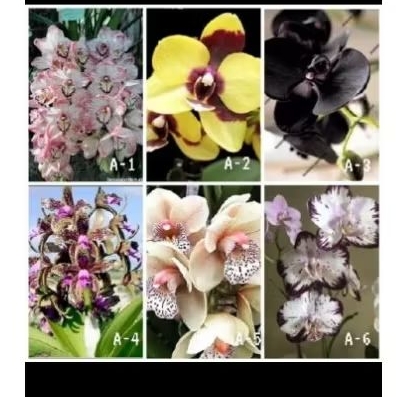 PROMO PAKET 6 ANGGREK DENDROBIUM - ANGGREK DENDROBIUM DEWASA