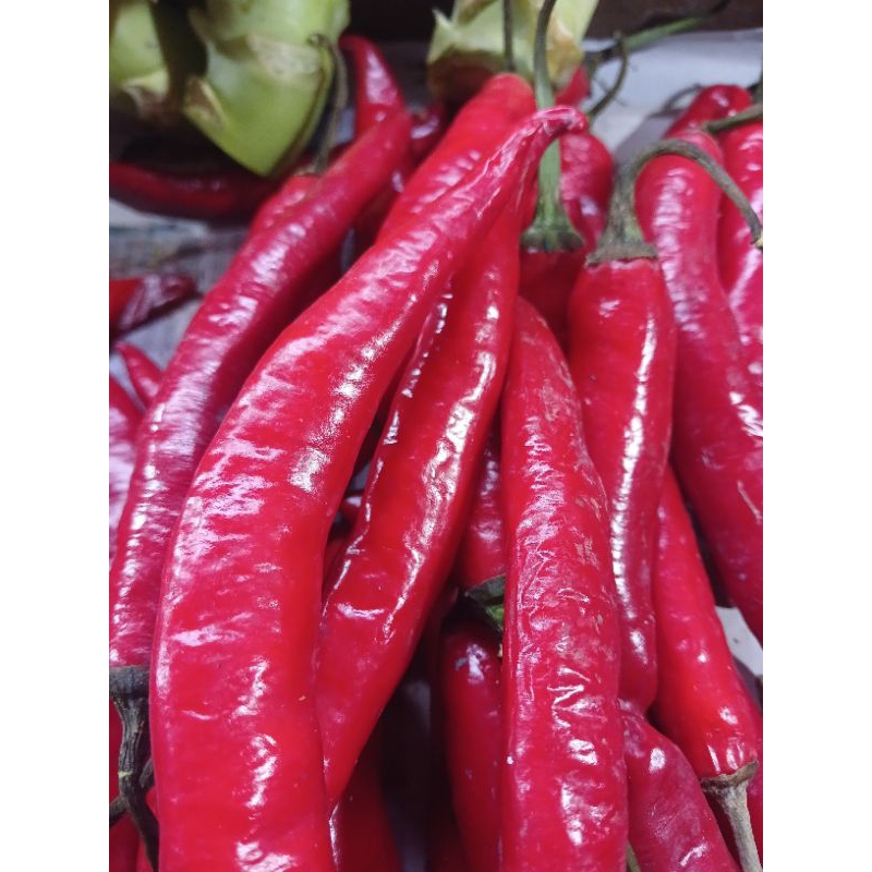 

cabai merah besar