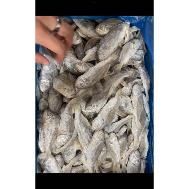

Ikan Asin Gulama Pisang kuning Asin 250g