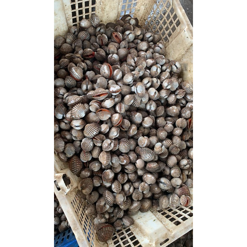 

Kerang Dara Lampung Fresh - Ukuran 1kg