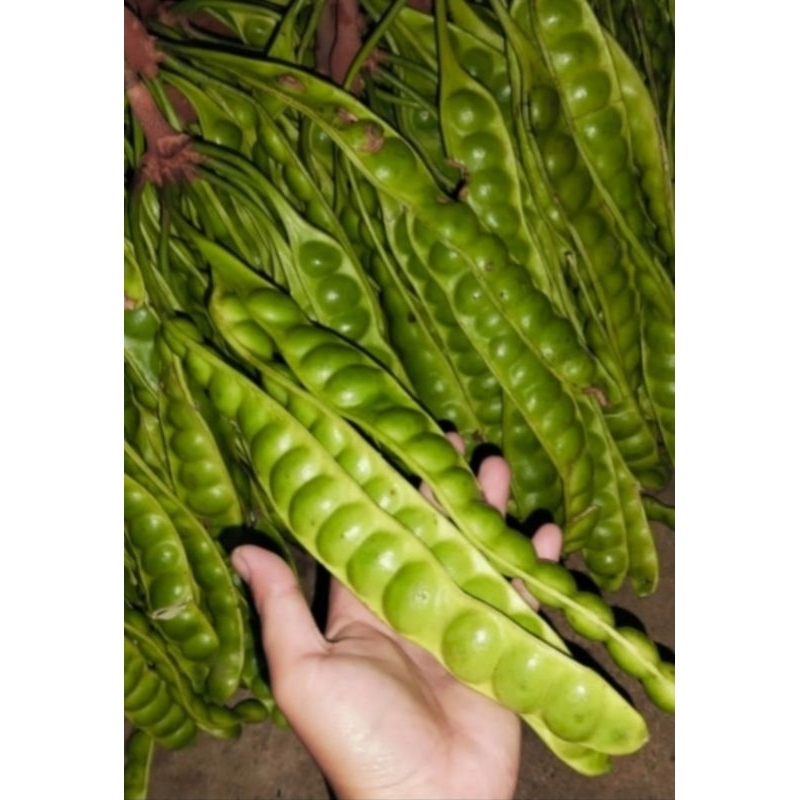 

PETE FRESH 1 LONJOR-PAPAN / 5 LONJOR-PAPAN HEMAT MURAH SEGAR