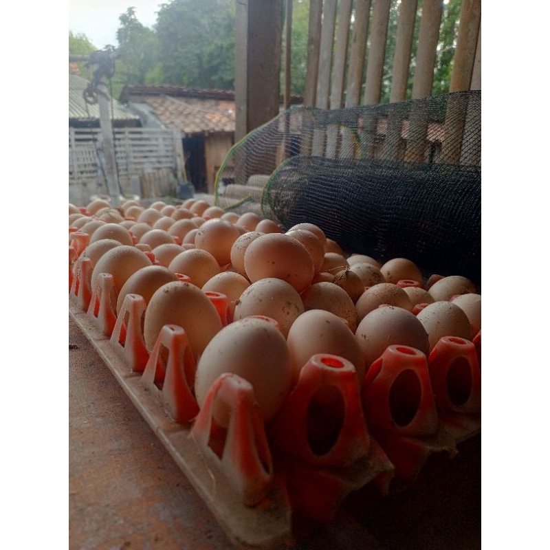 

TELUR AYAM KAMPUNG FRESH
