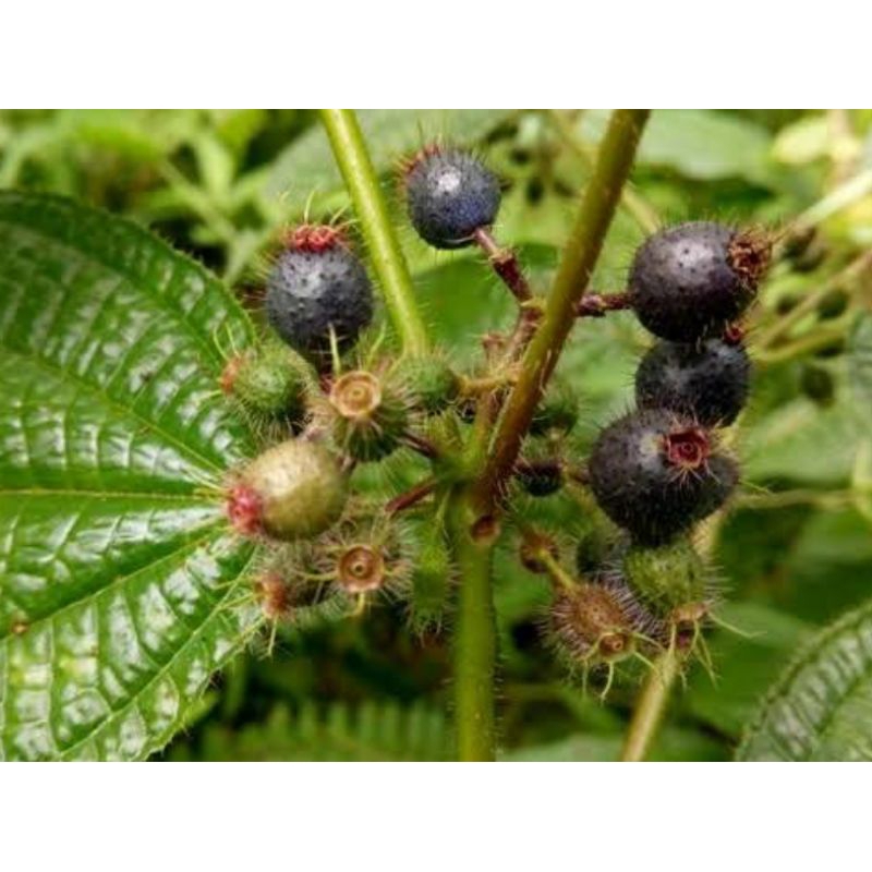 

Paket hemat 100 gram Buah harendong bulu atau senggani senduduk segar Petik langsung