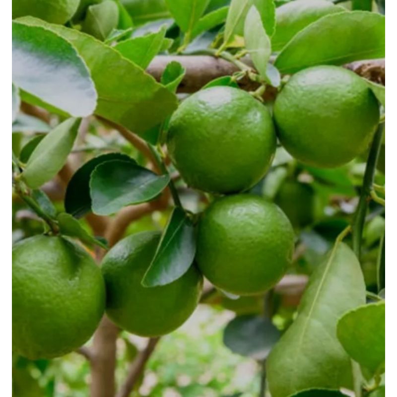 

Jeruk Nipis / Jeruk Pecel 1 ons