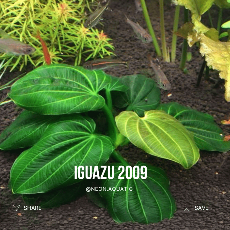 Echinodorus Iguazu 2009 - Tanaman Aquascape - Aquatic Plant - Tanaman Aquarium - Neon Aquatic