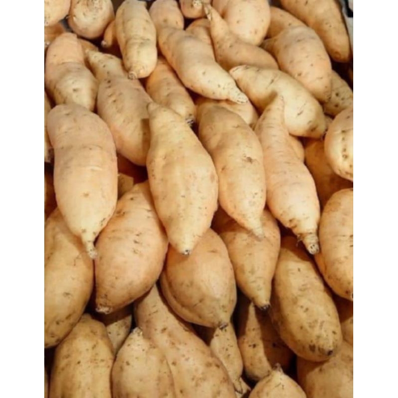 

Ubi ciembu madu sufer Premium fresh ukuran besar 1kg manis & legit