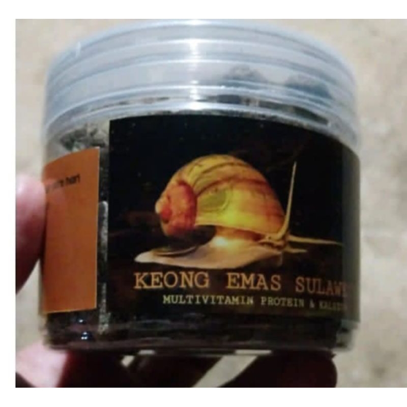 Keong Emas By BAJE SULAWESI isi 100biji